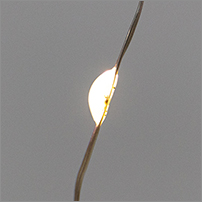 led гирлянда-занавес Neon-Night 315-876 - теплый белый цвет свечения